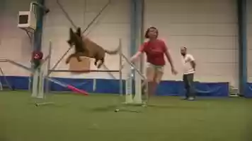 Free download Sujet JRI Solo au CFPJ : Sport Canin video and edit with RedcoolMedia movie maker MovieStudio video editor online and AudioStudio audio editor onlin