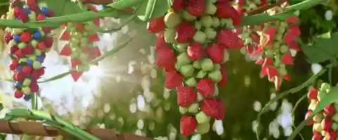 Free download Sun-Maid | Grow Young video and edit with RedcoolMedia movie maker MovieStudio video editor online and AudioStudio audio editor onlin