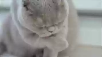 Free download Suppose An Eyes by Gertrude Stein video and edit with RedcoolMedia movie maker MovieStudio video editor online and AudioStudio audio editor onlin