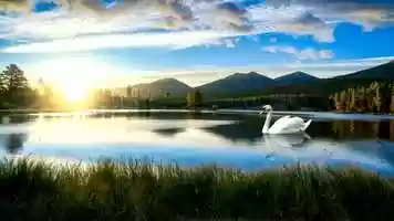 Free download  Swan Lake video and edit with RedcoolMedia movie maker MovieStudio video editor online and AudioStudio audio editor onlin