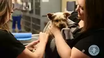 Free download Swann Animal Clinic Staff Recruitment Video video and edit with RedcoolMedia movie maker MovieStudio video editor online and AudioStudio audio editor onlin