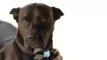 Free download Swiffer - Stop the Shed - Adam Paul, Dir. video and edit with RedcoolMedia movie maker MovieStudio video editor online and AudioStudio audio editor onlin