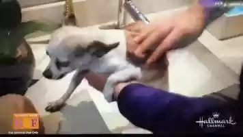 Free download SwitHeart Animal Alliance Clip video and edit with RedcoolMedia movie maker MovieStudio video editor online and AudioStudio audio editor onlin