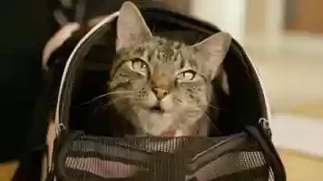 Free download Talking Animal VFX - Oi, Pussy!, BBC Three video and edit with RedcoolMedia movie maker MovieStudio video editor online and AudioStudio audio editor onlin