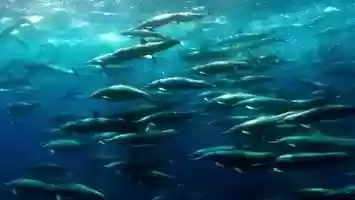 Free download Teacher Portal - Learn to Save Our Planet video and edit with RedcoolMedia movie maker MovieStudio video editor online and AudioStudio audio editor onlin