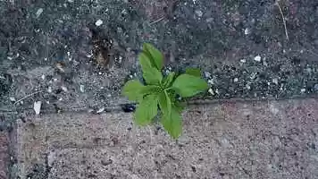 Free download Terugkomen video and edit with RedcoolMedia movie maker MovieStudio video editor online and AudioStudio audio editor onlin