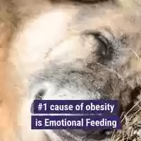 Free download TheBasic Portion  Wellness Program video and edit with RedcoolMedia movie maker MovieStudio video editor online and AudioStudio audio editor onlin