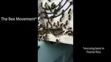 Free download TheBeeMovement_Singer_5S video and edit with RedcoolMedia movie maker MovieStudio video editor online and AudioStudio audio editor onlin