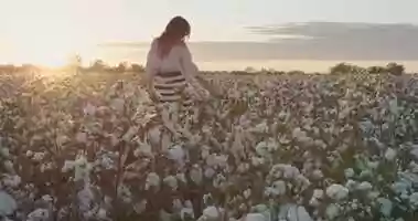 Free download The Cotton Fields video and edit with RedcoolMedia movie maker MovieStudio video editor online and AudioStudio audio editor onlin