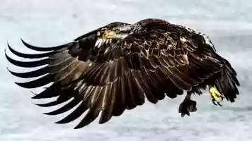 Free download The Eagles Return video and edit with RedcoolMedia movie maker MovieStudio video editor online and AudioStudio audio editor onlin