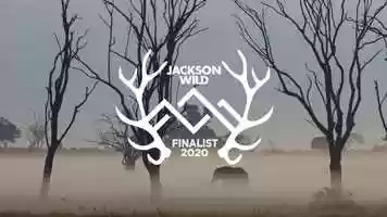 Free download The Elephant Queen Finalist Trailer - Feature video and edit with RedcoolMedia movie maker MovieStudio video editor online and AudioStudio audio editor onlin