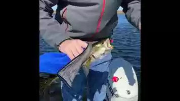 Free download THEFISHTOWEL️ video and edit with RedcoolMedia movie maker MovieStudio video editor online and AudioStudio audio editor onlin