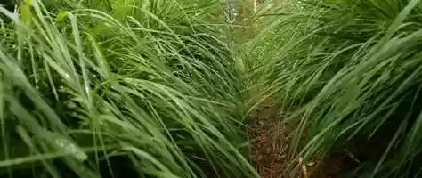Free download the Forest video and edit with RedcoolMedia movie maker MovieStudio video editor online and AudioStudio audio editor onlin