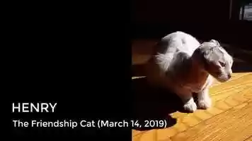 Free download The Friendship Cat (March 14, 2019) video and edit with RedcoolMedia movie maker MovieStudio video editor online and AudioStudio audio editor onlin