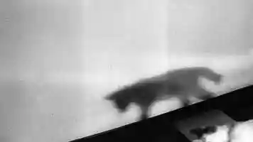 Free download THE GUEST - a visual narrative by Thanh Tien video and edit with RedcoolMedia movie maker MovieStudio video editor online and AudioStudio audio editor onlin