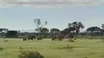 Free download The Last Animals (Official Trailer) video and edit with RedcoolMedia movie maker MovieStudio video editor online and AudioStudio audio editor onlin