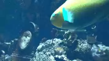 Free download The Little Mermaid  - CG Animation Concept video and edit with RedcoolMedia movie maker MovieStudio video editor online and AudioStudio audio editor onlin