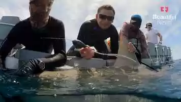 Free download The marine biologist tackling ocean conservation from a sharks perspective video and edit with RedcoolMedia movie maker MovieStudio video editor online and AudioStudio audio editor onlin