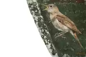 Free download The Nightingale  The Bomber video and edit with RedcoolMedia movie maker MovieStudio video editor online and AudioStudio audio editor onlin