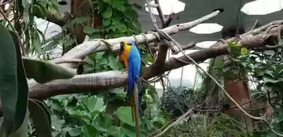 Free download The one with Bats and Rain Forests Animals - Part 1 video and edit with RedcoolMedia movie maker MovieStudio video editor online and AudioStudio audio editor onlin