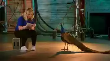 Free download THE PEACOCK :60 video and edit with RedcoolMedia movie maker MovieStudio video editor online and AudioStudio audio editor onlin