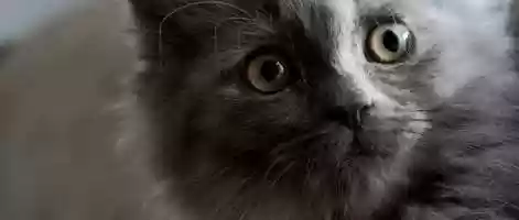 Free download The Piper Cat video and edit with RedcoolMedia movie maker MovieStudio video editor online and AudioStudio audio editor onlin