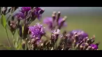 Free download The Rural Road Trailer video and edit with RedcoolMedia movie maker MovieStudio video editor online and AudioStudio audio editor onlin