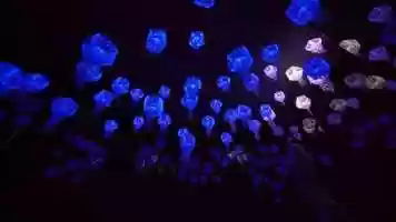 Free download 「 The series of Float Ⅱ 」Interactive Paper Art Installation video and edit with RedcoolMedia movie maker MovieStudio video editor online and AudioStudio audio editor onlin