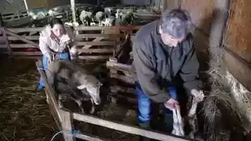 Free download The shepherd regained his vision after using C-peptide and medicinal mushrooms to be able to work on the farm again video and edit with RedcoolMedia movie maker MovieStudio video editor online and AudioStudio audio editor onlin