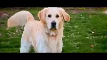 Free download The Story of Champ - Trailer demo video and edit with RedcoolMedia movie maker MovieStudio video editor online and AudioStudio audio editor onlin