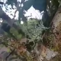 Free download This Is Stealth At Mother Nature Level video and edit with RedcoolMedia movie maker MovieStudio video editor online and AudioStudio audio editor onlin