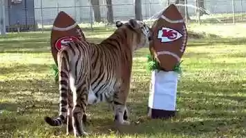 Free download Tiger Predicts BIG Game Winner video and edit with RedcoolMedia movie maker MovieStudio video editor online and AudioStudio audio editor onlin