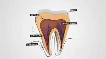 Free download Tooth Anatomy Structure video and edit with RedcoolMedia movie maker MovieStudio video editor online and AudioStudio audio editor onlin