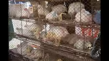 Free download Trading with lives-A film on Illegal Turtle Trade and Disease Final Full HD video and edit with RedcoolMedia movie maker MovieStudio video editor online and AudioStudio audio editor onlin