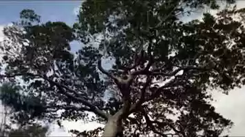 Free download Trailer EcoBrasilFest video and edit with RedcoolMedia movie maker MovieStudio video editor online and AudioStudio audio editor onlin