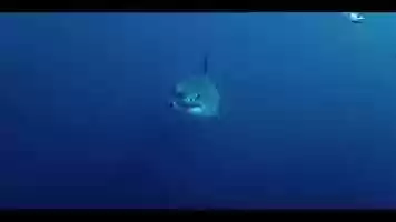 Free download Trailer Telcel WWF Tiburn video and edit with RedcoolMedia movie maker MovieStudio video editor online and AudioStudio audio editor onlin