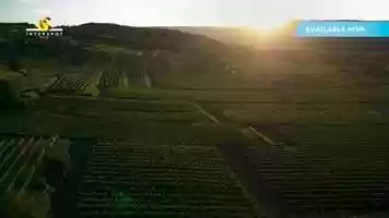 Free download Trailer Vineyard video and edit with RedcoolMedia movie maker MovieStudio video editor online and AudioStudio audio editor onlin