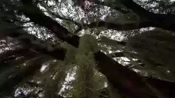 Free download TREE.2 video and edit with RedcoolMedia movie maker MovieStudio video editor online and AudioStudio audio editor onlin