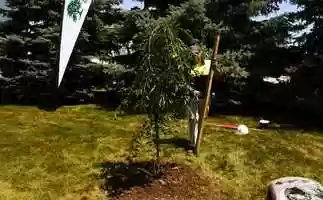 Free download Tree Planting and Staking 5.24-9.24 Action 3 video and edit with RedcoolMedia movie maker MovieStudio video editor online and AudioStudio audio editor onlin