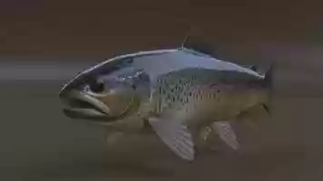 Free download TROUT PROCEDURAL ANIMATION TEST video and edit with RedcoolMedia movie maker MovieStudio video editor online and AudioStudio audio editor onlin