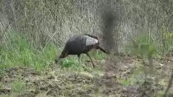 Free download True Life Hunting Adventures - Season 2 - Episode 21 - Chasing Ohio Spring Turkeys video and edit with RedcoolMedia movie maker MovieStudio video editor online and AudioStudio audio editor onlin