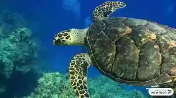 Free download Turtle Greencress video and edit with RedcoolMedia movie maker MovieStudio video editor online and AudioStudio audio editor onlin