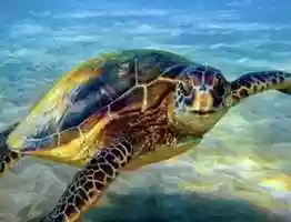 Free download Turtles Song video and edit with RedcoolMedia movie maker MovieStudio video editor online and AudioStudio audio editor onlin