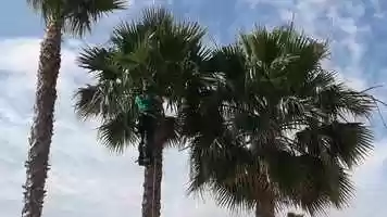 Free download tweetygreen - Trees in best Hands video and edit with RedcoolMedia movie maker MovieStudio video editor online and AudioStudio audio editor onlin
