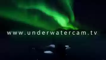Free download underwatercam - films and stock footage of nature and the oceans video and edit with RedcoolMedia movie maker MovieStudio video editor online and AudioStudio audio editor onlin