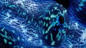 Free download Up Close video and edit with RedcoolMedia movie maker MovieStudio video editor online and AudioStudio audio editor onlin