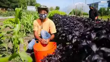 Free download Urban Agriculture | Comer Education Campus video and edit with RedcoolMedia movie maker MovieStudio video editor online and AudioStudio audio editor onlin