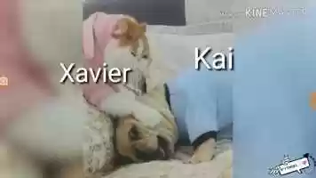 Free download UvU More Animal Videos That Could Be Like mAh Ocs If they piss someone off xD video and edit with RedcoolMedia movie maker MovieStudio video editor online and AudioStudio audio editor onlin