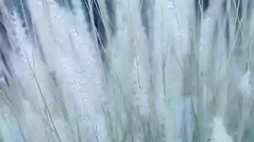 Free download v1_Vas_Stock_FlowersWind_Ursa4K video and edit with RedcoolMedia movie maker MovieStudio video editor online and AudioStudio audio editor onlin