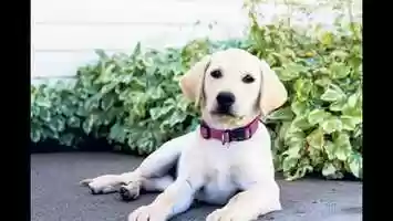 Free download VALUE MATTERS Alpha Vs Beta Lessons Taught on TV The Science Full Breakdown video and edit with RedcoolMedia movie maker MovieStudio video editor online and AudioStudio audio editor onlin